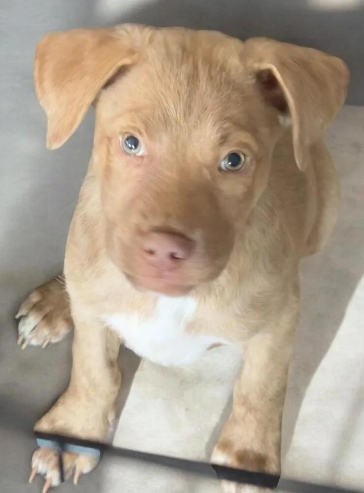 A baby small-sized female Apricot / Beige Labrador Retriever dog named Coraline for adoption in Dallas, TX