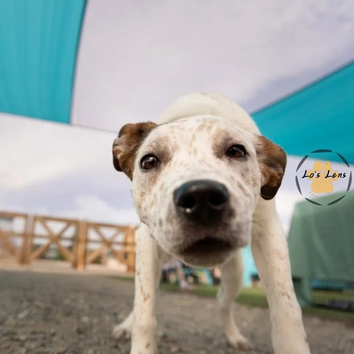 A young medium-sized male White / Cream Mixed Breed dog named Chief for adoption in Loveland, CO