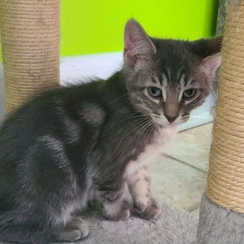 A baby medium-sized male Tabby (Gray / Blue / Silver) Domestic Short Hair cat named Tucker for adoption in Elizabeth, IL