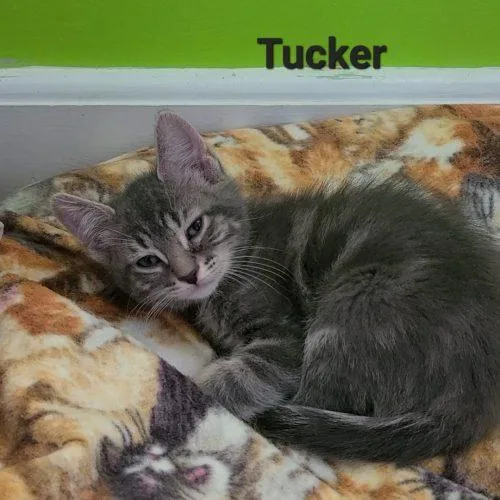 Tucker thumbnail 2