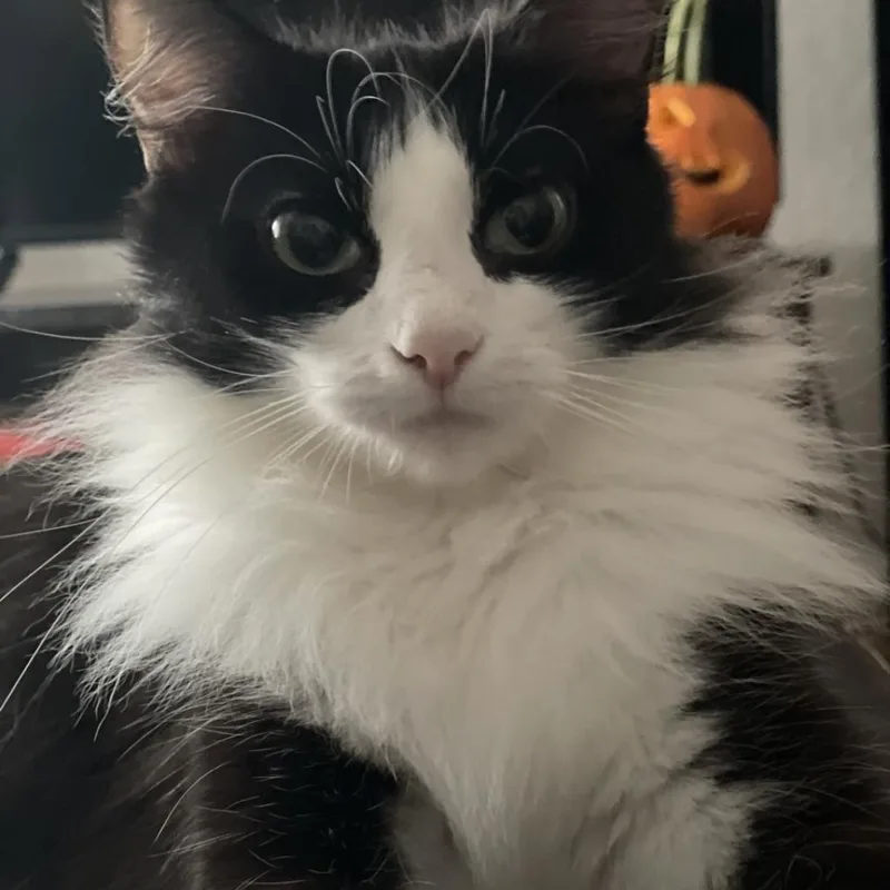 An adult large-sized female Black Domestic Short Hair cat named Cirrus for adoption in Saint Charles, MO