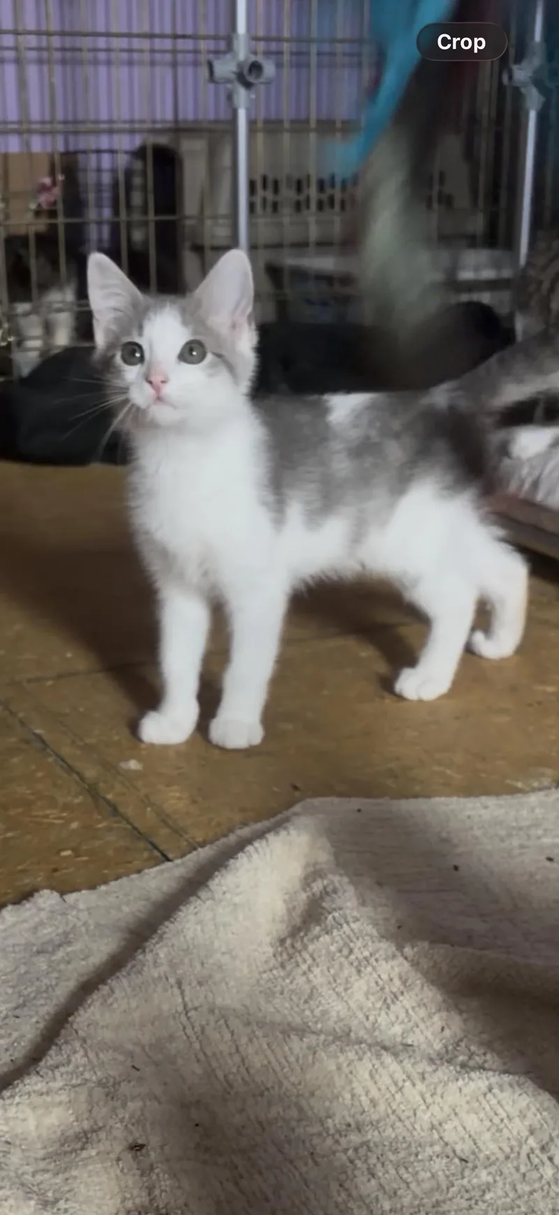 Benny