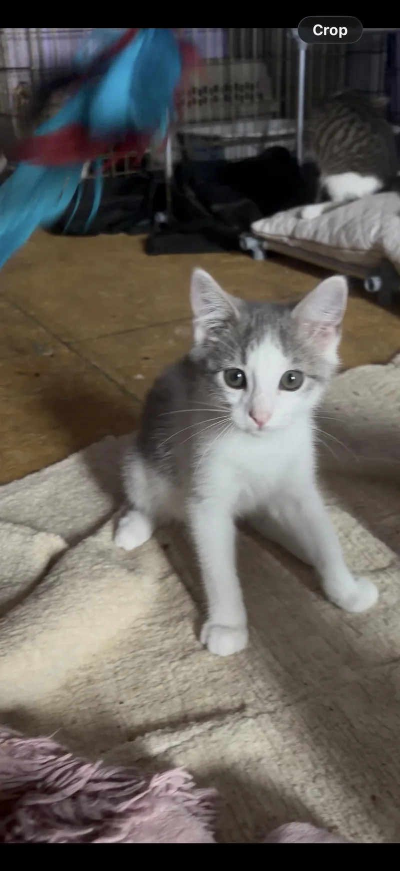 Benny thumbnail 2