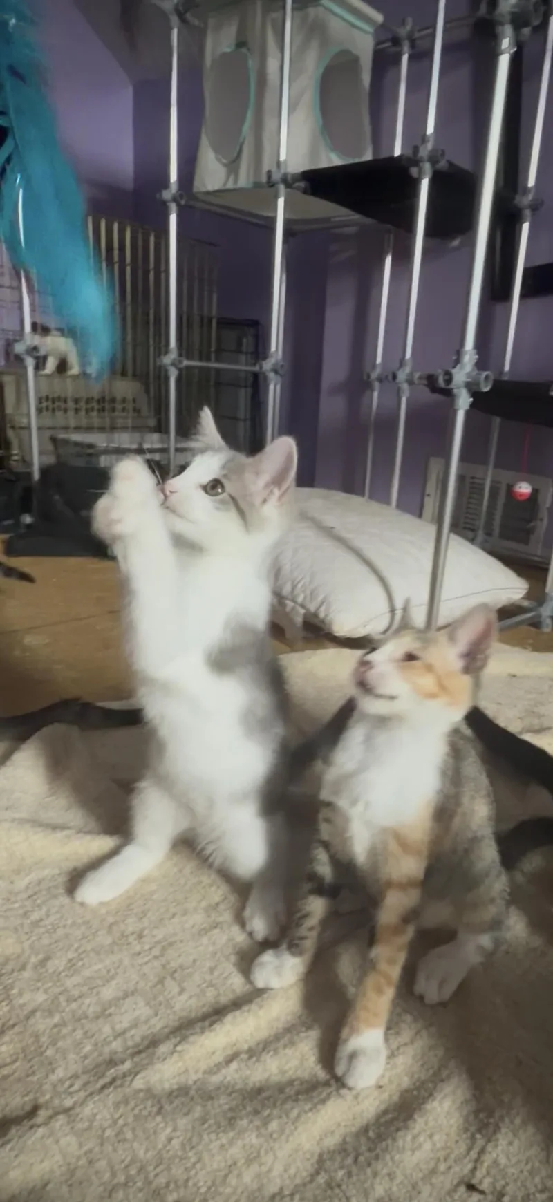 Benny thumbnail 3