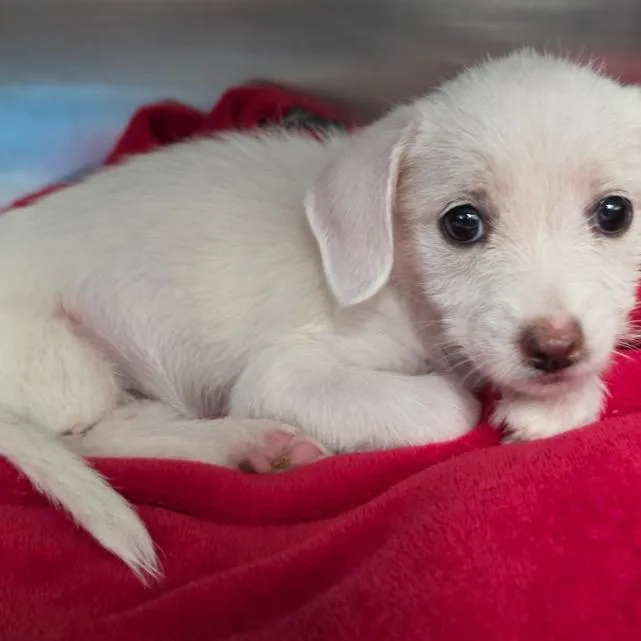 A baby small-sized female White / Cream Terrier dog named Dolly for adoption in Fort Collins, CO