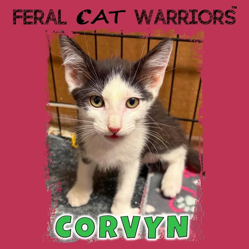 A baby small-sized female White Domestic Short Hair cat named Corvyn for adoption in Kingman, AZ