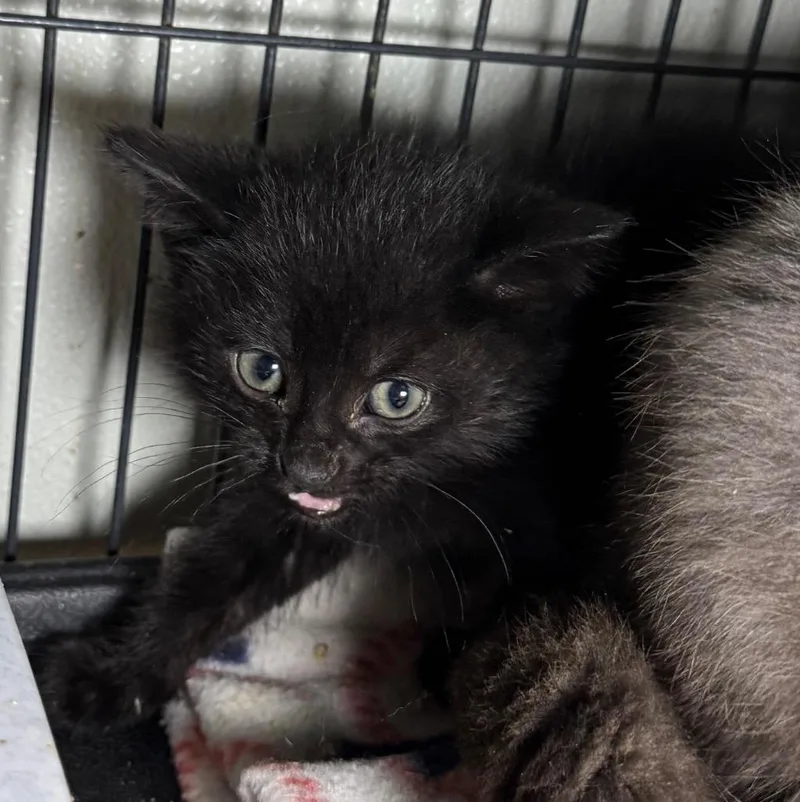 A baby medium-sized male Domestic Short Hair cat named Baxtor for adoption in Saginaw, MI