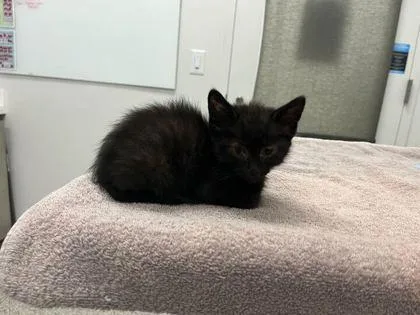 A baby small-sized male Black Domestic Short Hair cat named Noir for adoption in Kansas City, MO