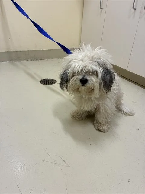 An adult small-sized male Havanese dog named Casper for adoption in Fremont, CA