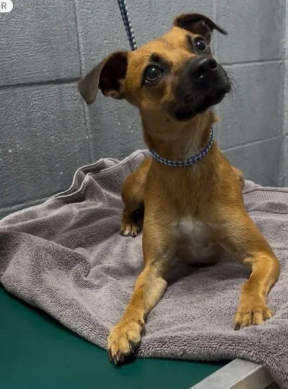 An adult small-sized male Mixed Breed dog named Parker for adoption in Port Allen, LA