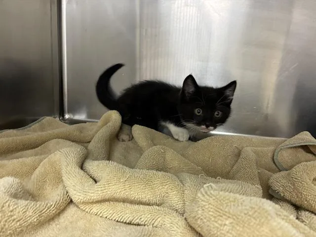 A baby small-sized male Domestic Short Hair cat named Myka for adoption in Salinas, CA