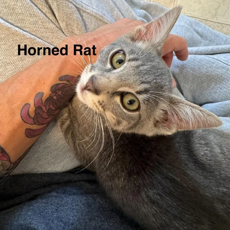 Child of the Horned