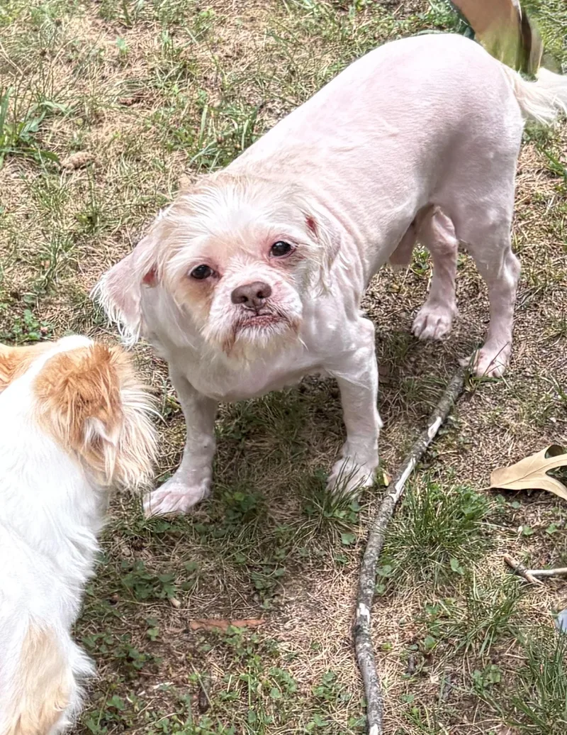 A senior small-sized male White / Cream Maltese dog named Cookie for adoption in Fredericksburg, VA