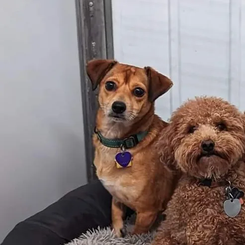 Penny Lane thumbnail 2