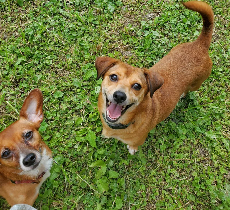 Penny Lane thumbnail 3