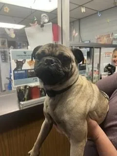A young small-sized male Pug dog named A for adoption in Stockton, CA