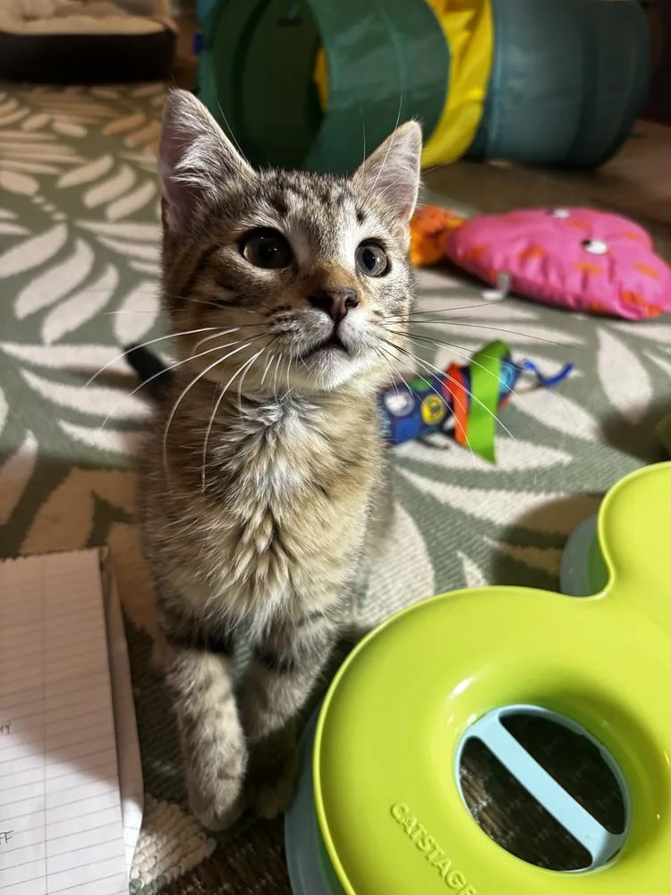 A baby small-sized female Brown / Chocolate Domestic Short Hair cat named Arthur for adoption in Omaha, NE