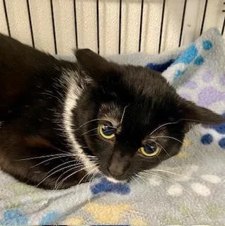 An adult medium-sized male Black & White / Tuxedo Tuxedo cat named Hex for adoption in Fredericksburg, OH