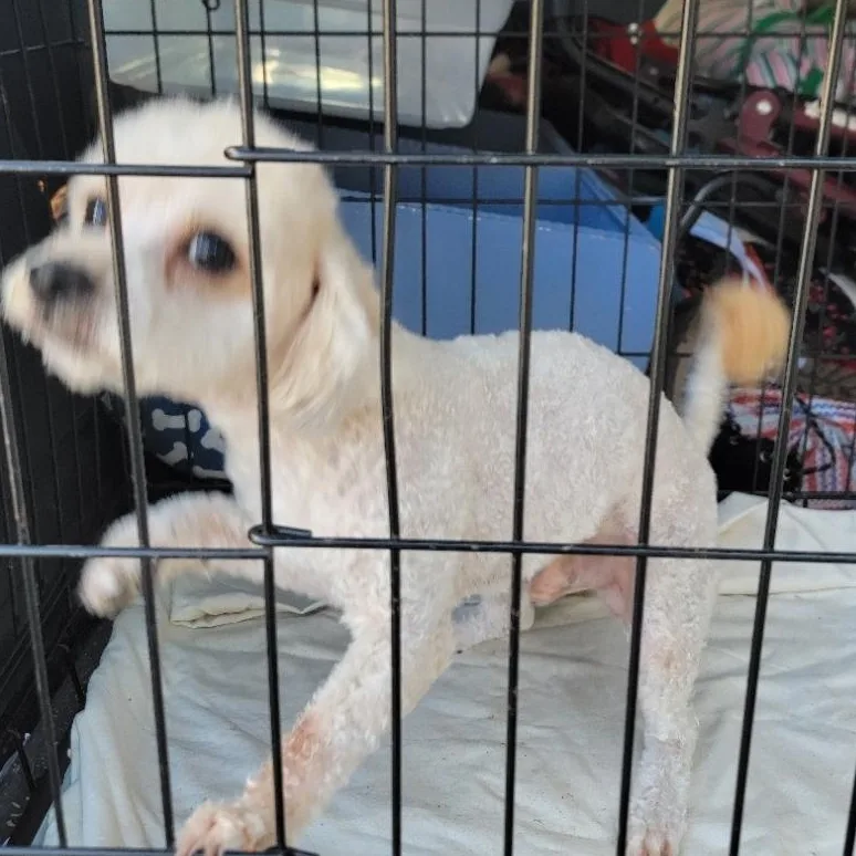 A young small-sized male White / Cream Miniature Poodle dog named Arlo for adoption in Arcadia, CA