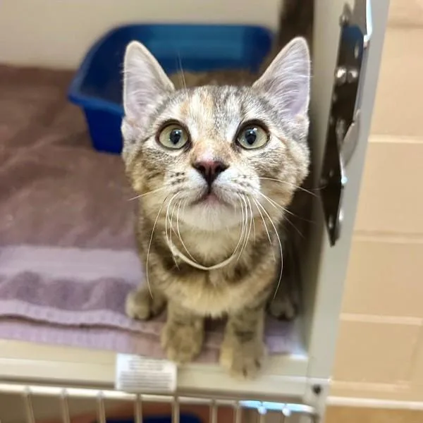 A baby small-sized female Domestic Short Hair cat named Arabesque for adoption in Walnut Creek, CA