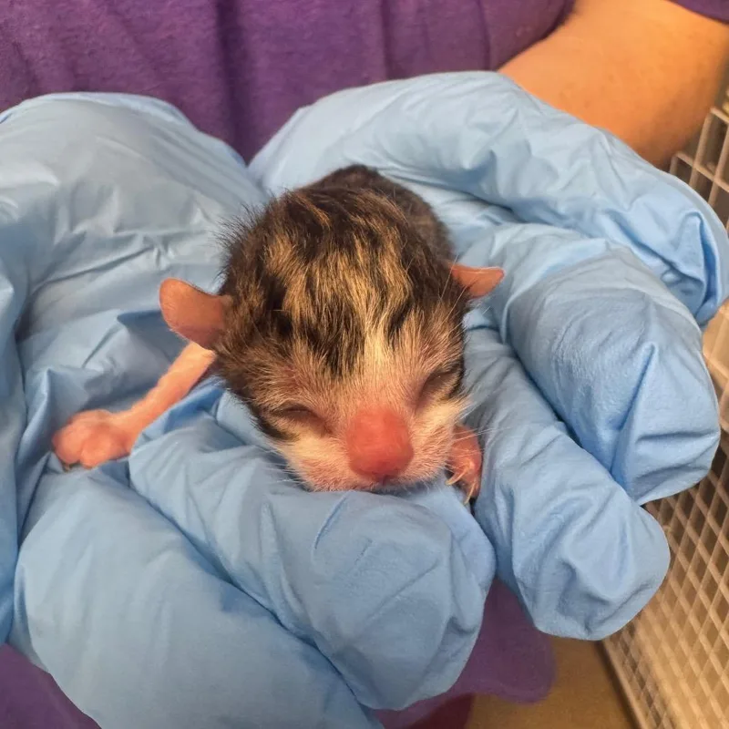 A baby small-sized female White Domestic Short Hair cat named Morgan Matthews for adoption in Columbiana, AL