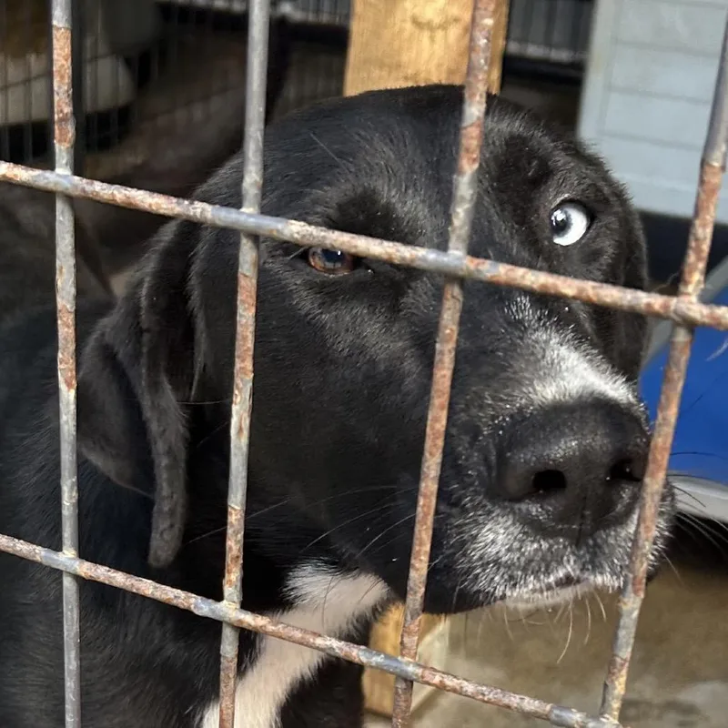 An adult medium-sized female Black Black Labrador Retriever dog named Lyra for adoption in Parrish, AL