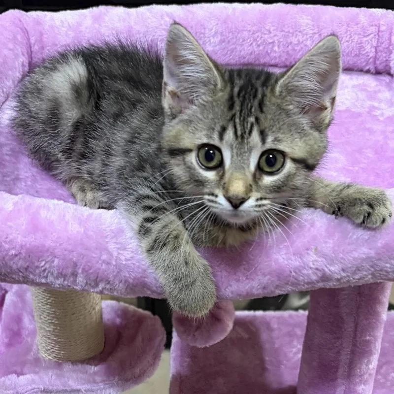 A baby medium-sized female Tabby (Brown / Chocolate) Domestic Short Hair cat named Karma for adoption in Murfreesboro, TN