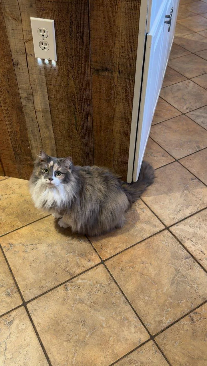 An adult medium-sized female Domestic Long Hair cat named Rhonda for adoption in Lake Saint Louis, MO