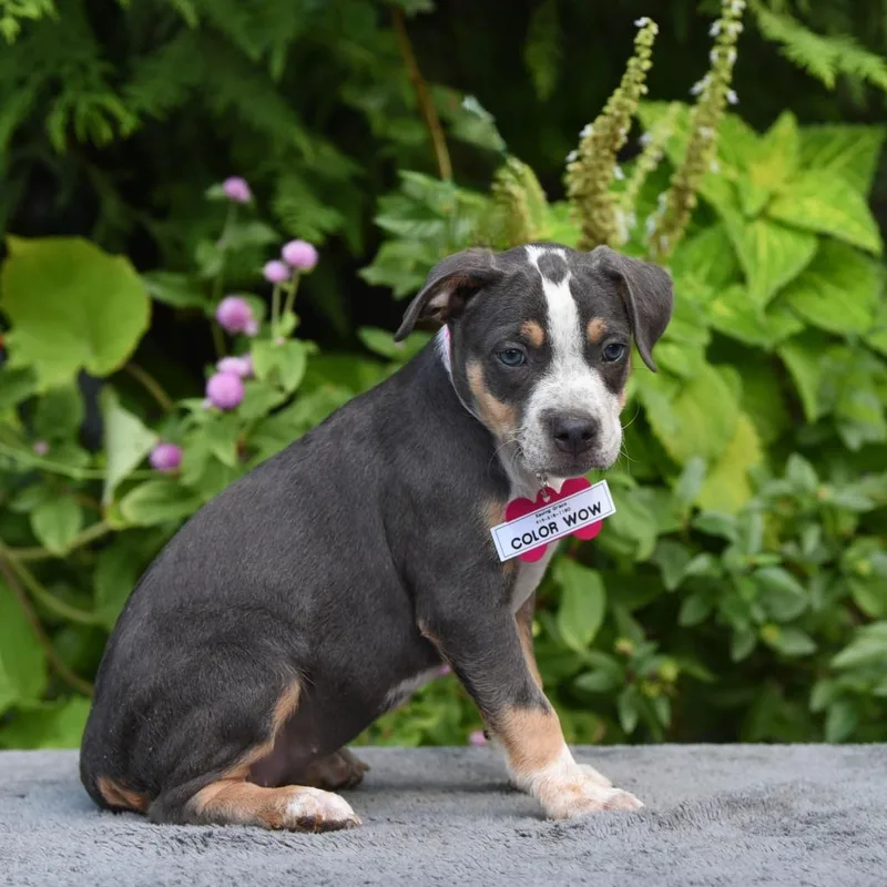 A baby small-sized female Pit Bull Terrier dog named Color Wow for adoption in Wake Forest, NC
