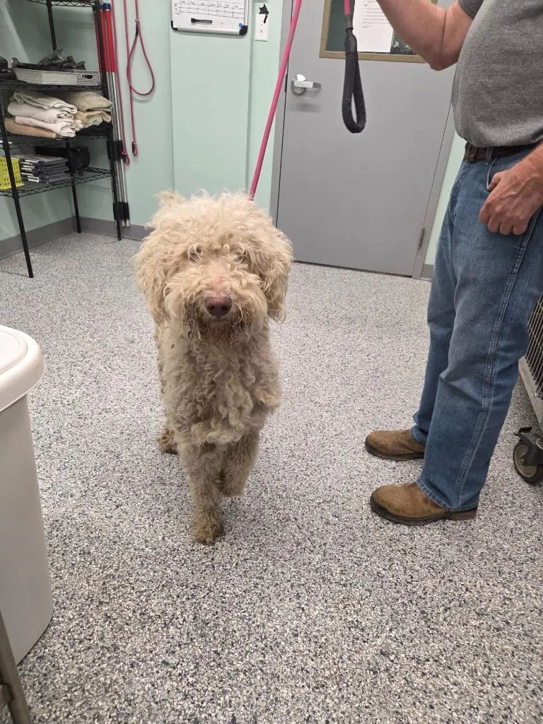 A young medium-sized male Terrier dog named Kenny for adoption in Athens, TN