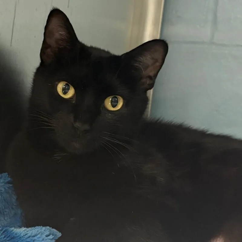 A young medium-sized female Black Domestic Short Hair cat named Ink for adoption in East Hanover, NJ