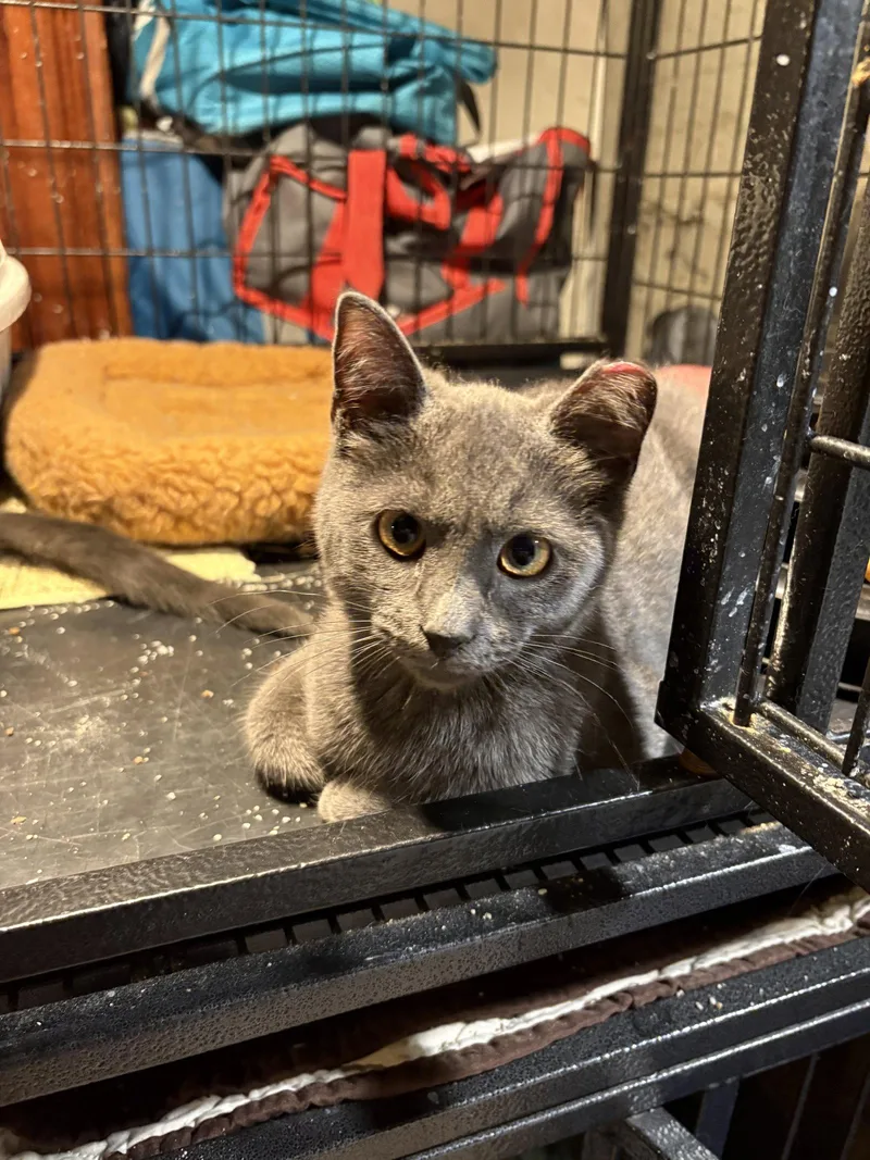 A young medium-sized female Gray / Blue / Silver Domestic Short Hair cat named Firecracker for adoption in Philadelphia, PA