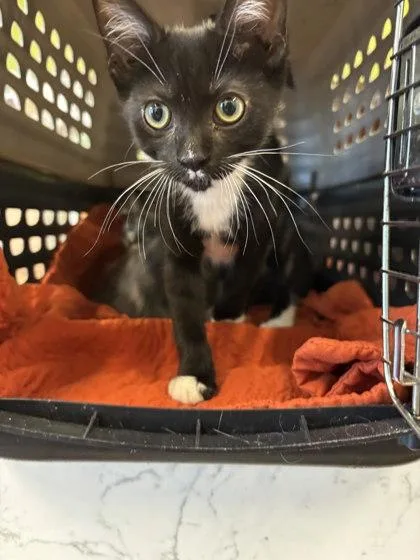 A young medium-sized female Domestic Short Hair cat named Katie for adoption in Atlanta, GA