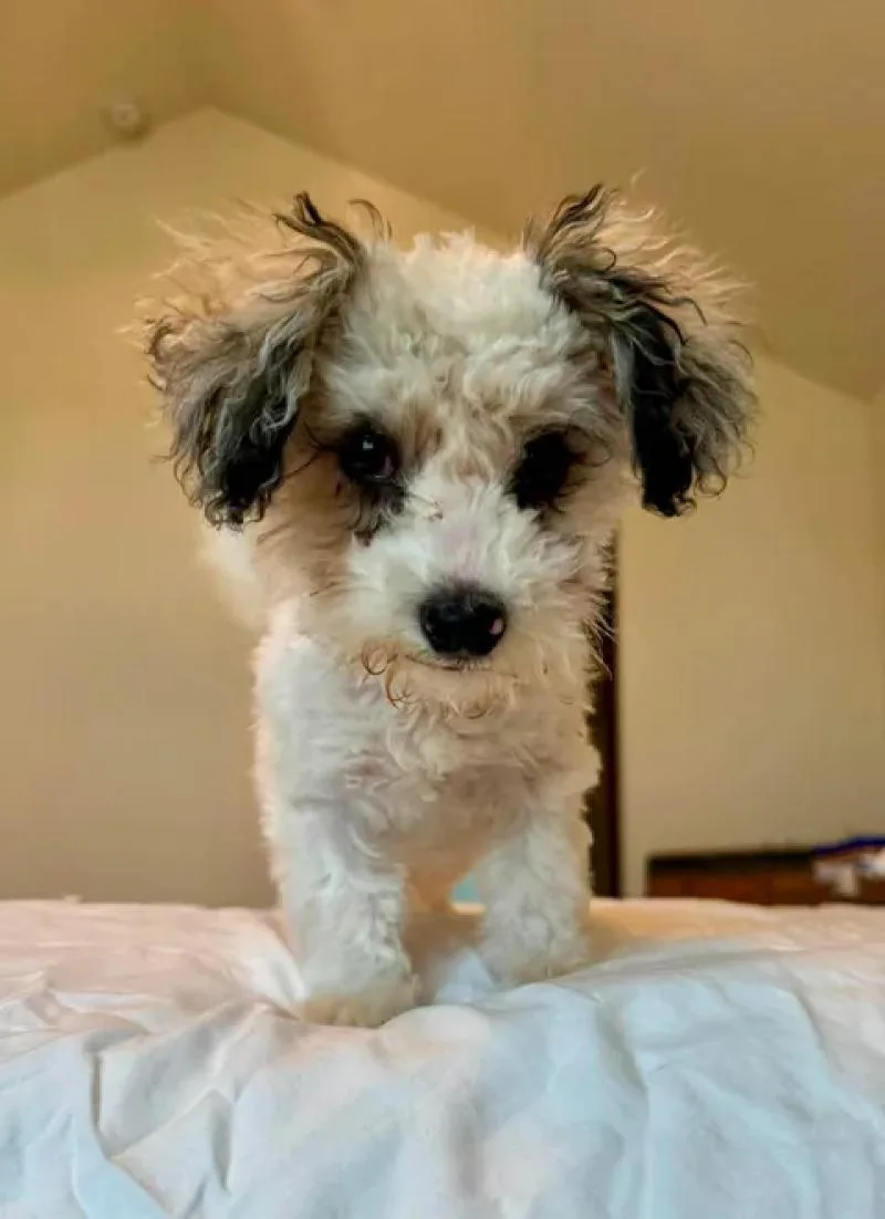 Peanut