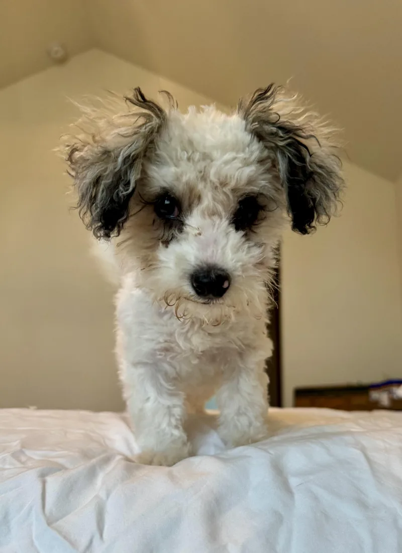 Peanut thumbnail 3