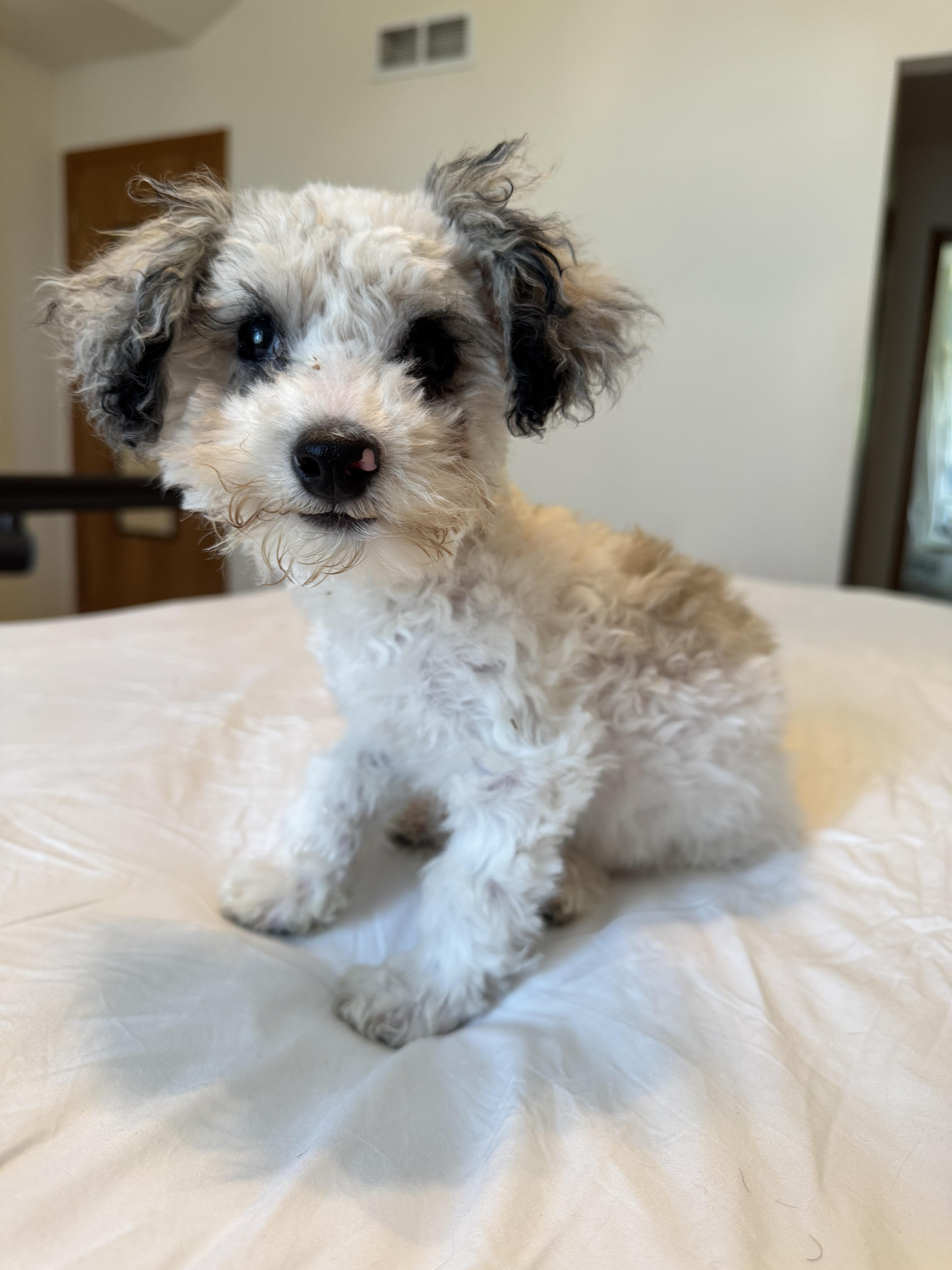 Peanut thumbnail 6
