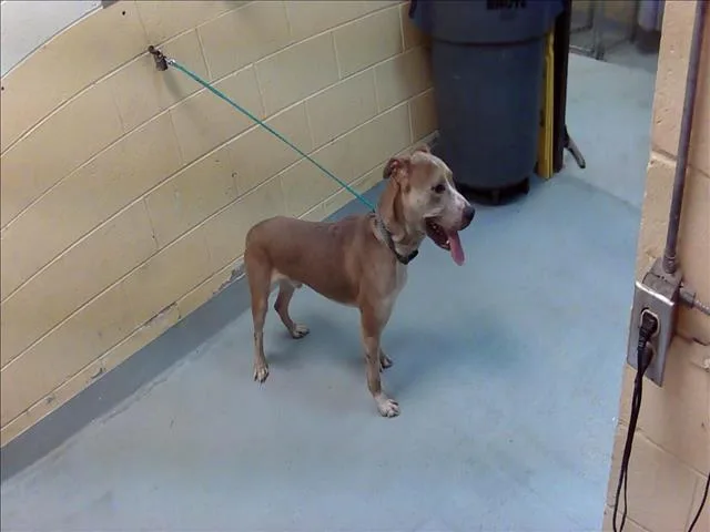 An adult medium-sized male Pit Bull Terrier dog named Mort for adoption in Tulsa, OK