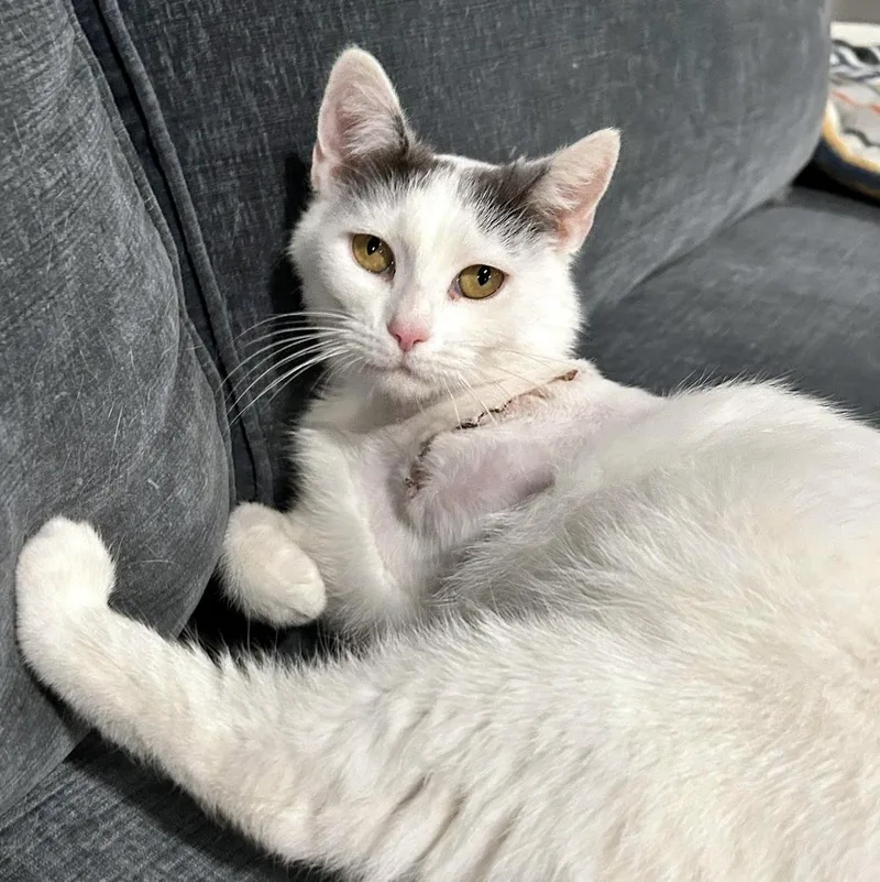 An adult medium-sized female White Domestic Short Hair cat named Blanche for adoption in Pittsburgh, PA