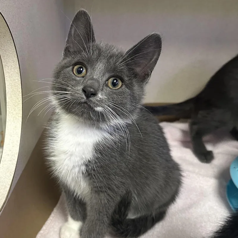 A baby small-sized male Gray / Blue / Silver Domestic Short Hair cat named Bear for adoption in Wantagh, NY