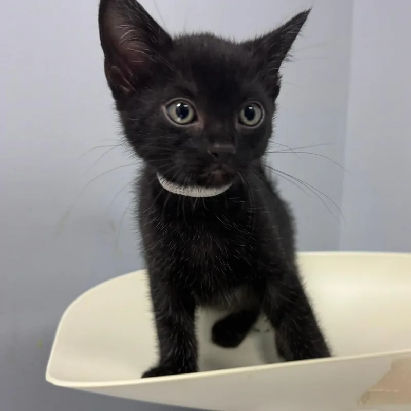 A baby small-sized male Black Domestic Short Hair cat named Regulus for adoption in Columbus, GA