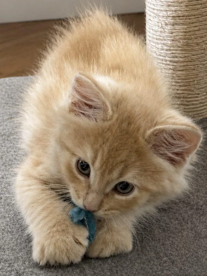 A baby medium-sized male Cream / Ivory Domestic Short Hair cat named Crawford for adoption in Sioux Falls, SD