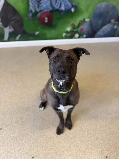 An adult large-sized male Mixed Breed dog named Bruce for adoption in Harbor Springs, MI