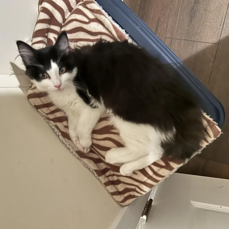 A baby medium-sized female Domestic Medium Hair cat named Emma for adoption in East Point, GA