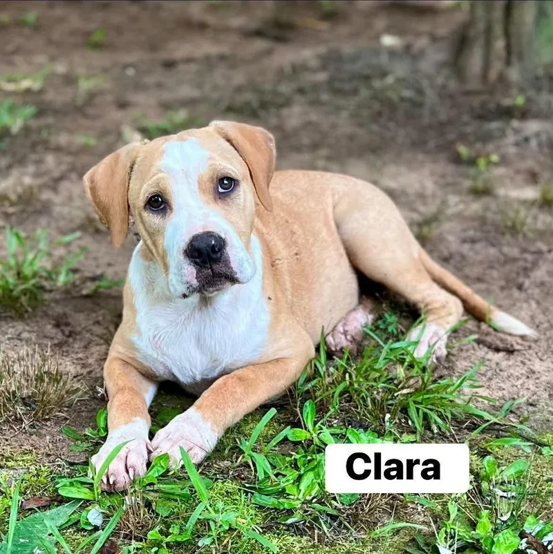 A baby medium-sized female American Bulldog dog named Clara for adoption in Gillsville, GA