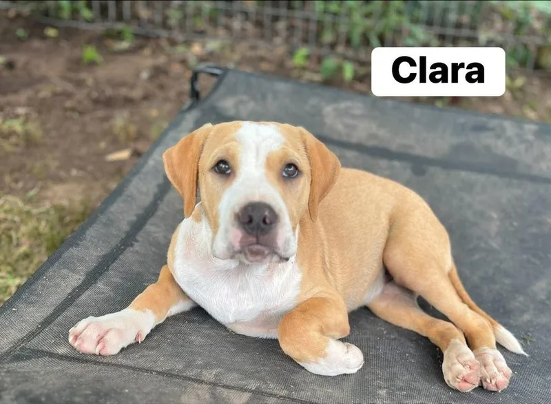 Clara thumbnail 2