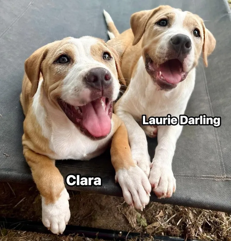 Clara thumbnail 3