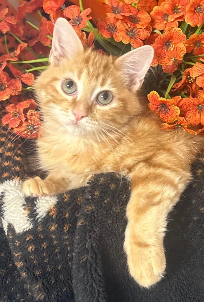 A baby small-sized male Domestic Short Hair cat named Bobby for adoption in Stillwater, OK