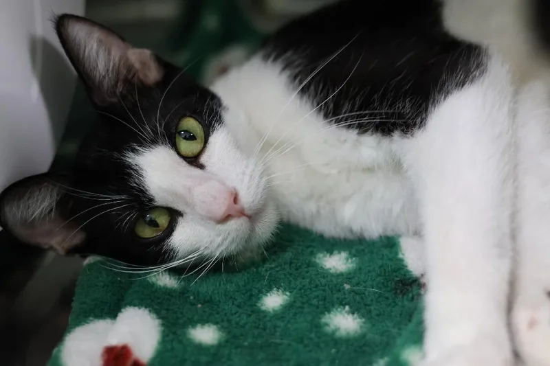 Francille thumbnail 3