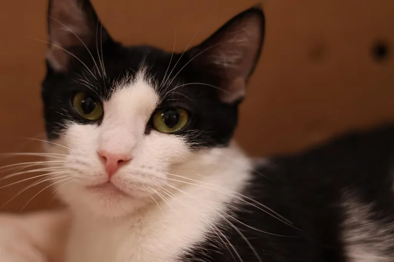 Francille thumbnail 4