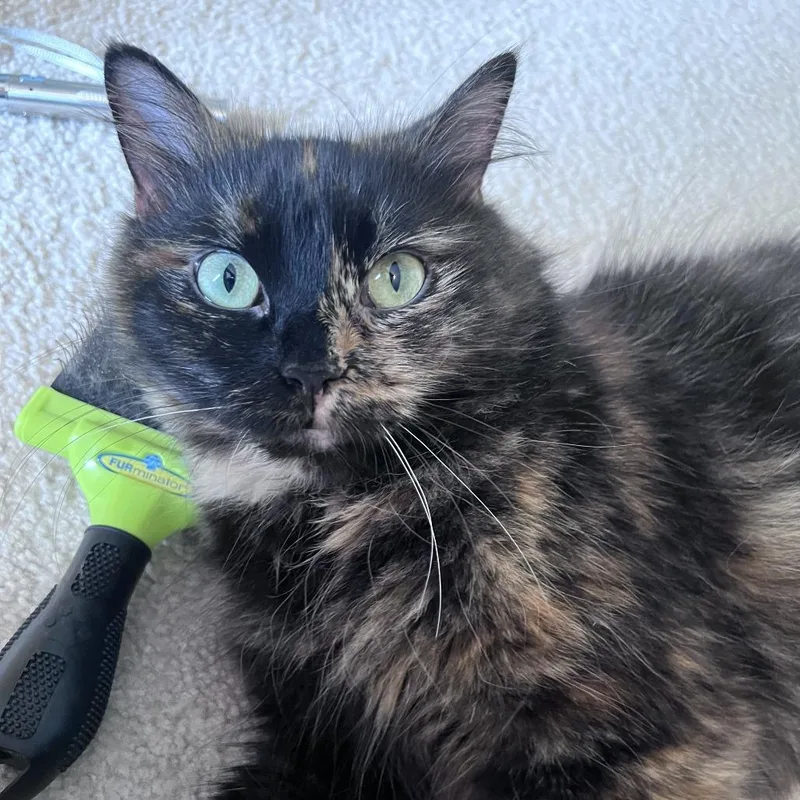 An adult medium-sized female Tortoiseshell Domestic Long Hair cat named Blaire for adoption in Gibsonia, PA